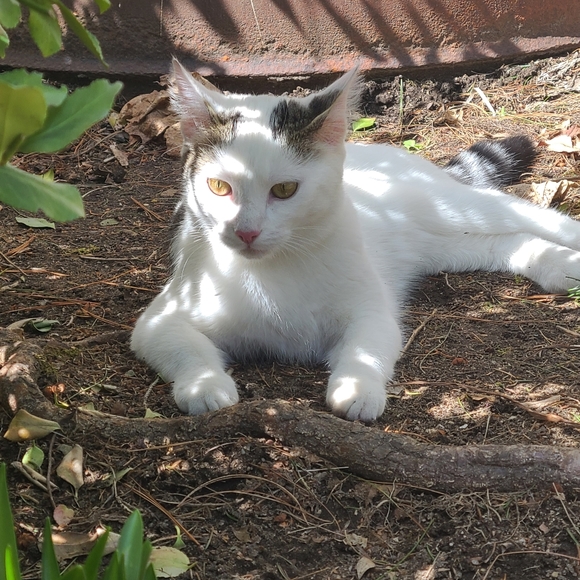 Meet Paulette - Picture 3 of 4